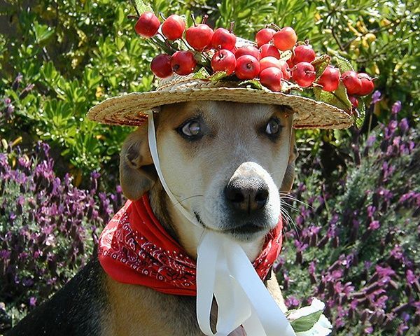 Dog wearing a straw hat with cherries, a red bandana, and white ribbon, against a background of purple flowers. | Morin Brothers Automotive