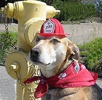 Dog in firefighter hat and bandana next to a yellow fire hydrant. | Morin Brothers Automotive