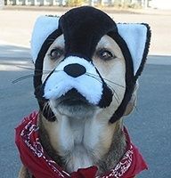 Dog wearing a black and white cat costume, red bandana, looking at the camera. | Morin Brothers Automotive
