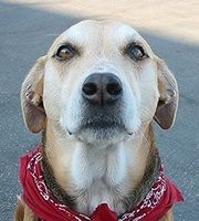 Dog with light brown fur and red bandana, looking upwards with a curious expression. | Morin Brothers Automotive