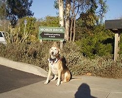 Dog sits on sidewalk in front of a