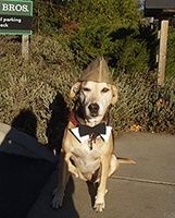 Dog wearing a military hat and bow tie, sitting on a sidewalk in front of shrubs and a sign. | Morin Brothers Automotive