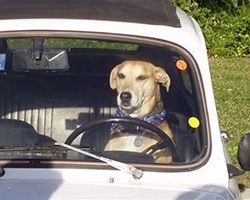 Dog behind the wheel of a white car, wearing a blue collar and looking forward. | Morin Brothers Automotive