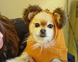 Dog in an Ewok costume. Brown fur with pointed ears, wearing an orange hooded outfit. | Morin Brothers Automotive