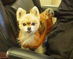 Small tan and white dog, with perky ears, held in someone's arms. | Morin Brothers Automotive