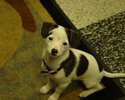 White and brown spotted puppy sits on a patterned rug, looking at the camera. | Morin Brothers Automotive