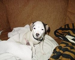 Small white dog with black markings sits on white laundry and a patterned blanket. | Morin Brothers Automotive