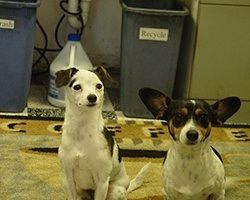 Two small dogs sit in front of trash and recycling bins; one is white with black spots, the other is black and white. | Morin Brothers Automotive