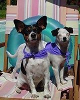 Two dogs in purple bandanas sit in beach chairs with a pool floatie, sunny setting. | Morin Brothers Automotive