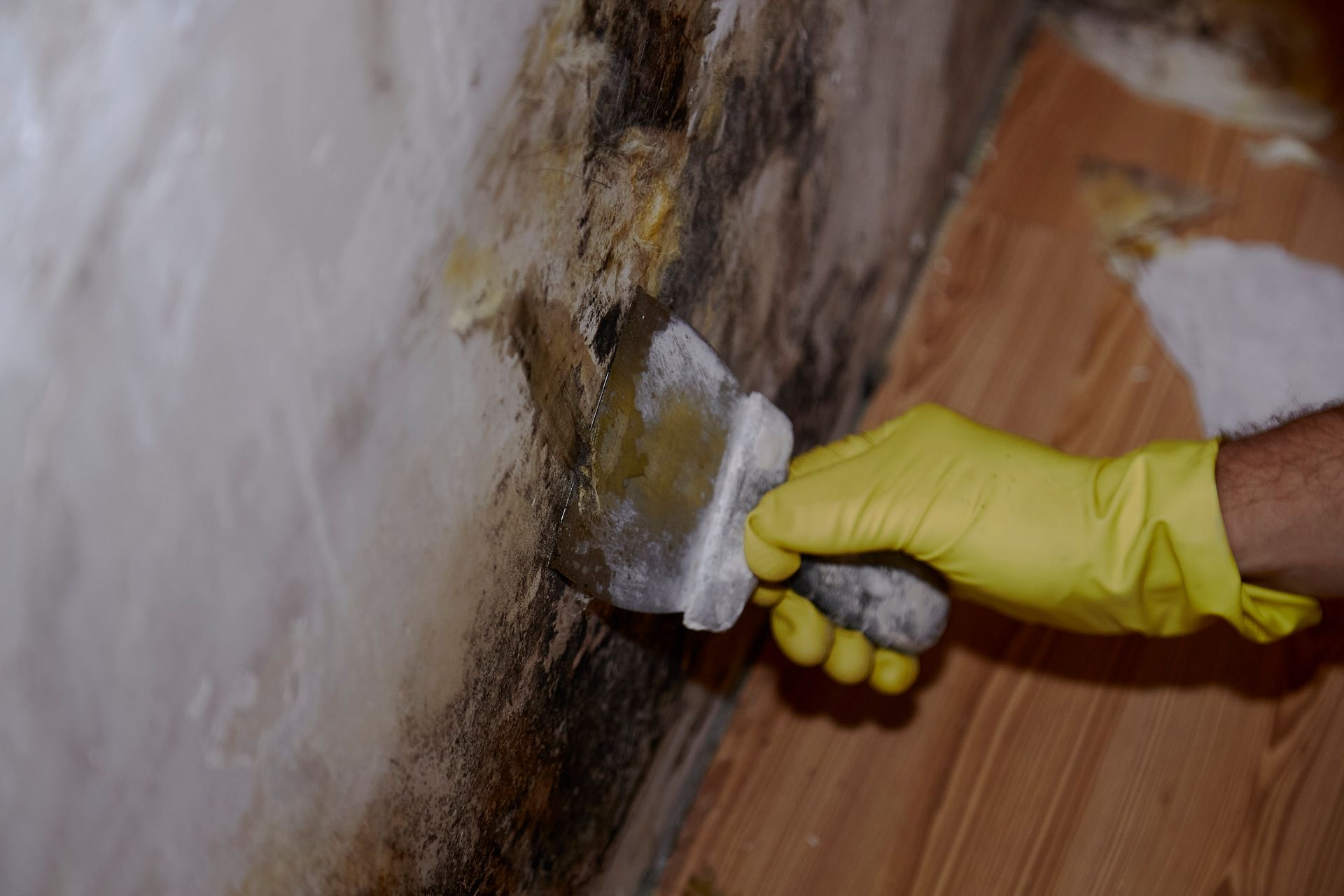 Mold Removal - Youngstown, OH - Radon Raiders