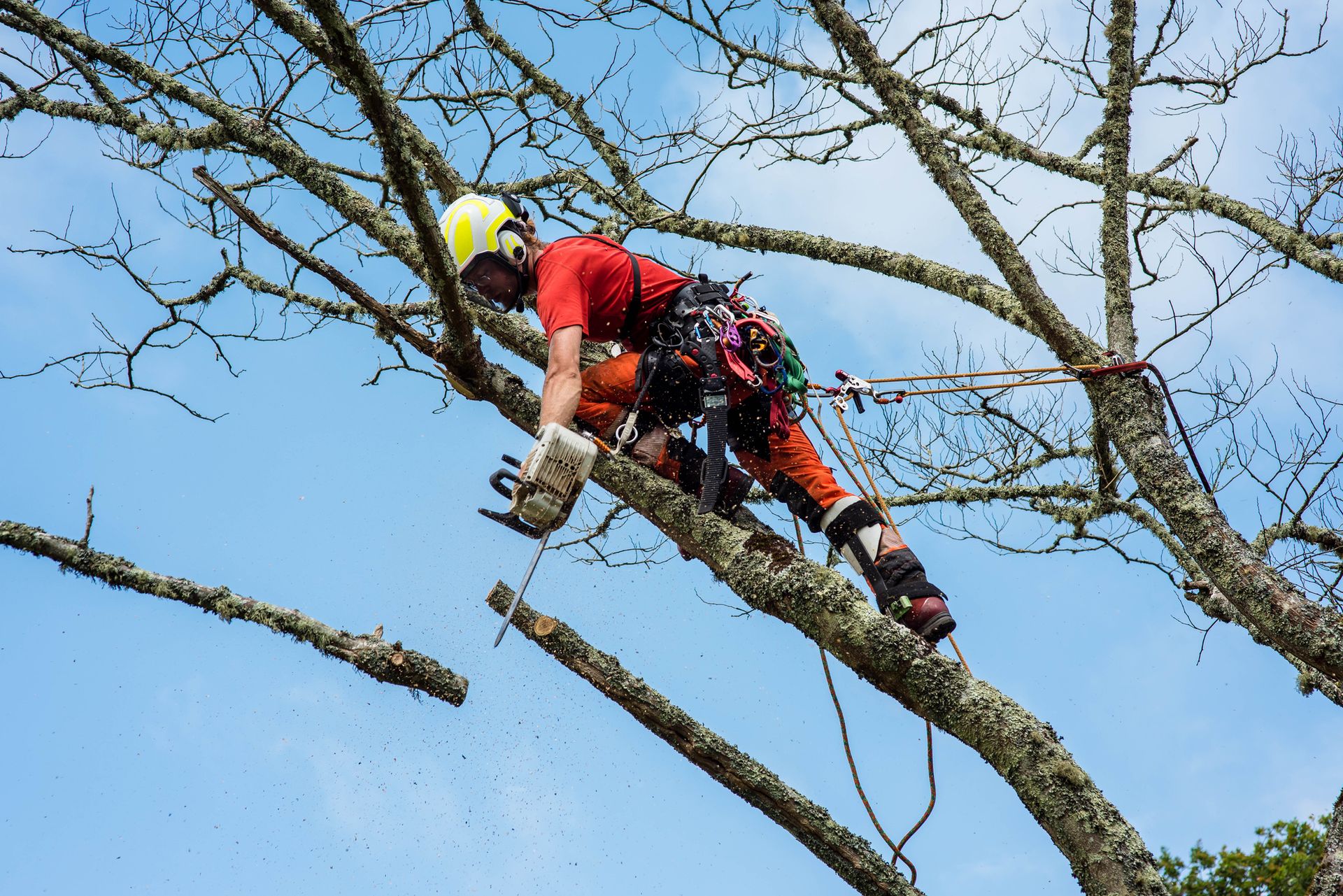 Tree Care Company – Baton Rouge, LA – Toro Tree Experts