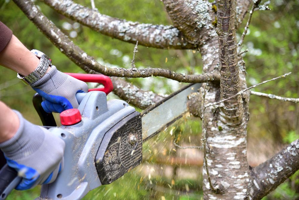 A person is cutting a tree branch with a chainsaw.