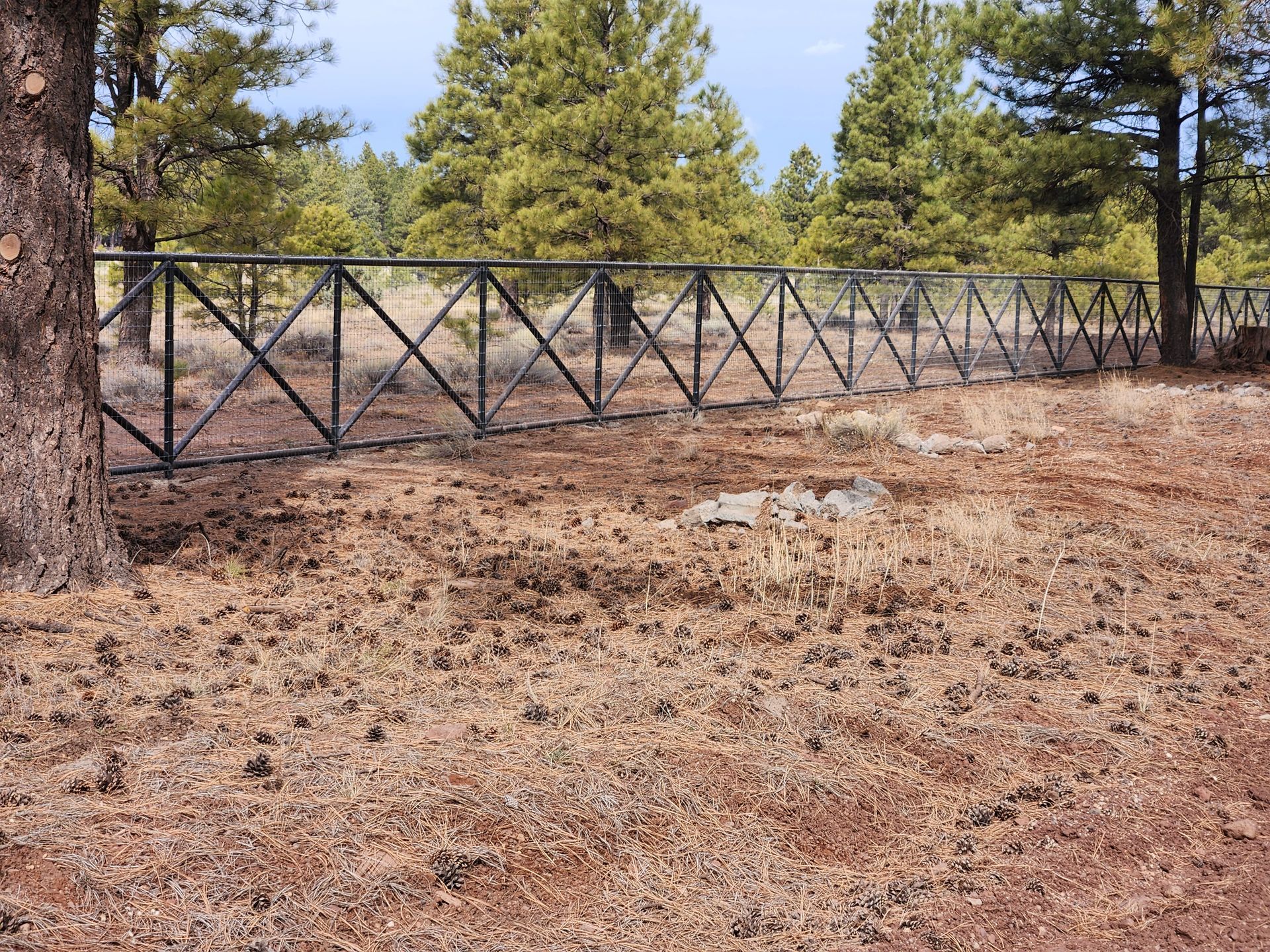 Black metal fence along a dry pine forest clearing under a blue sky.