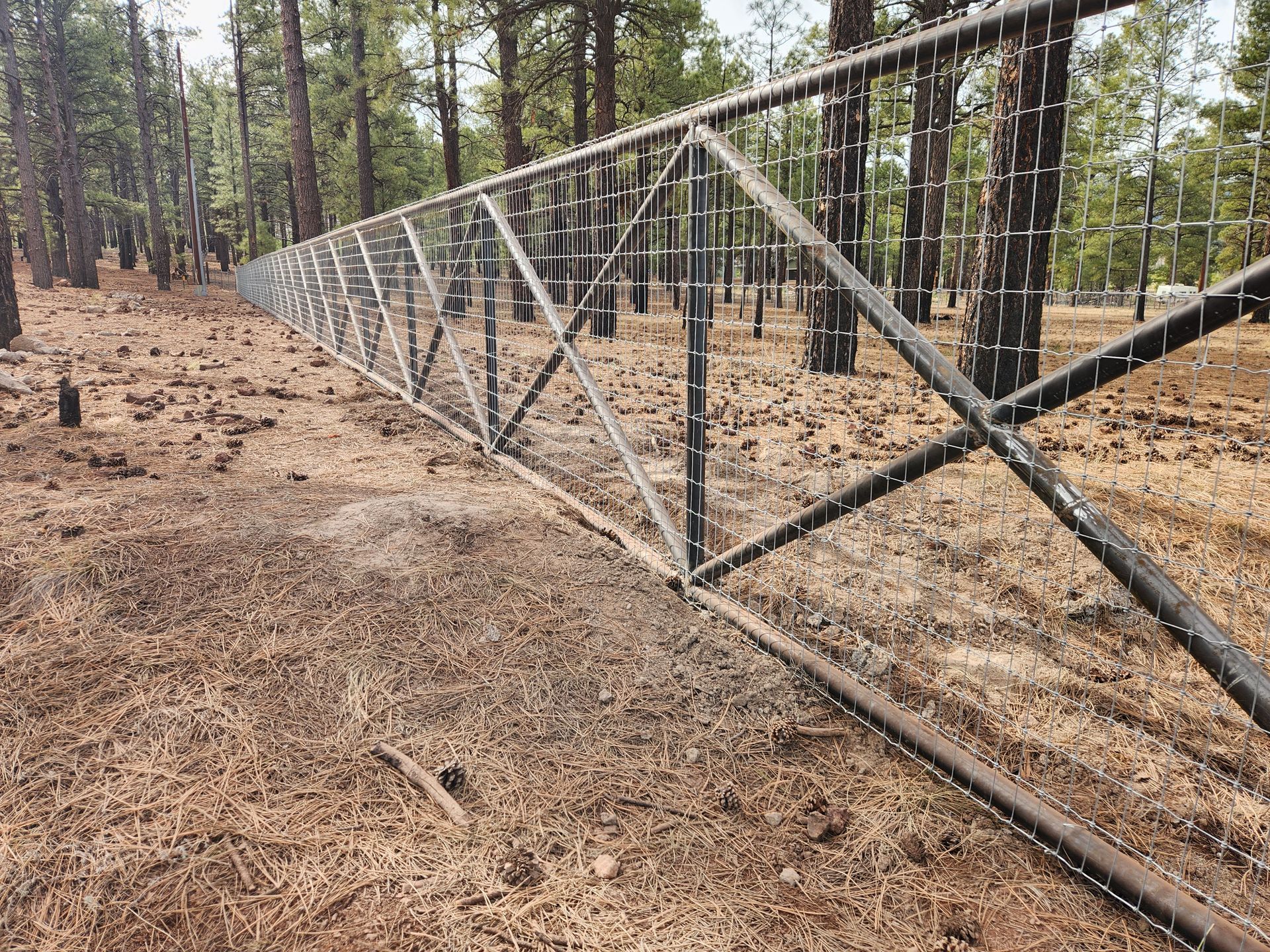 Long metal fence stretching through a pine forest on a dirt clearing