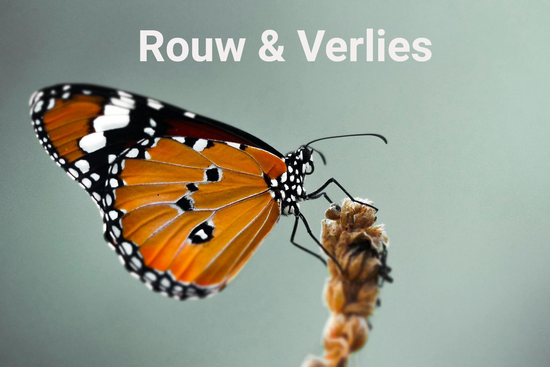 Rouw en verlies