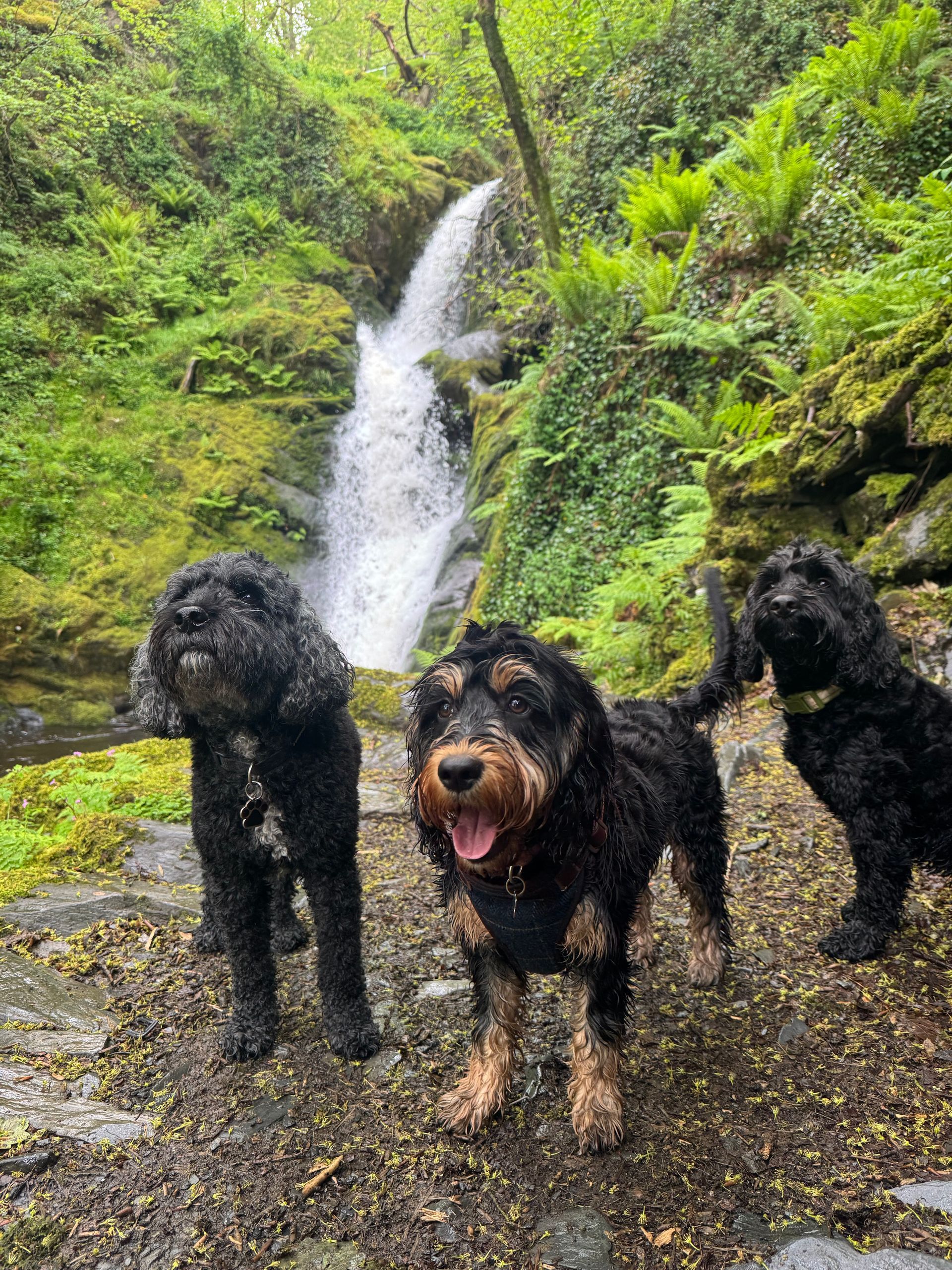Three wet dogs standing on a rocky trail in front of a forest waterfall