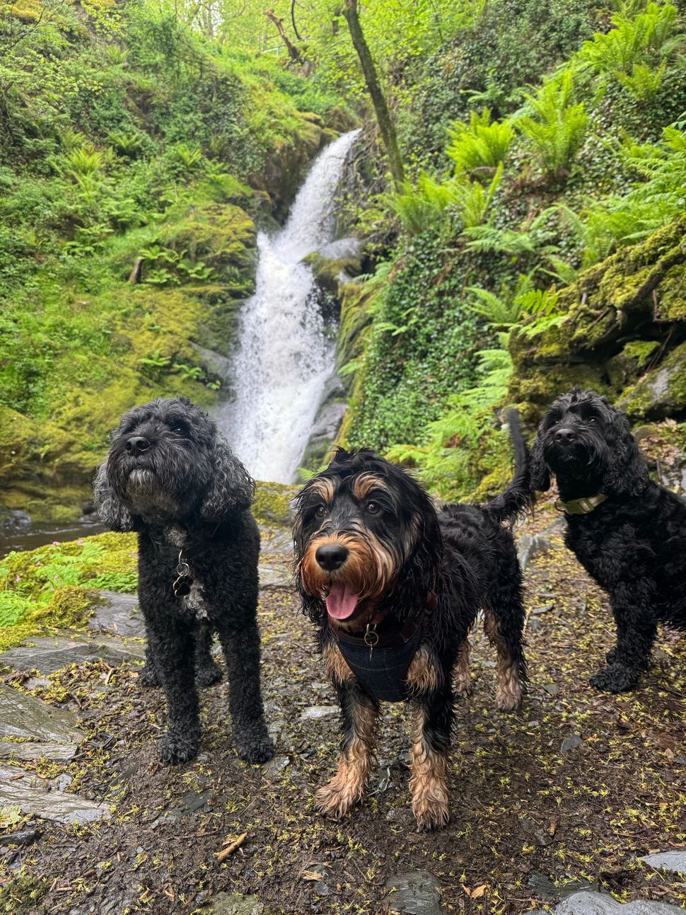 Three wet dogs standing on a rocky trail in front of a forest waterfall