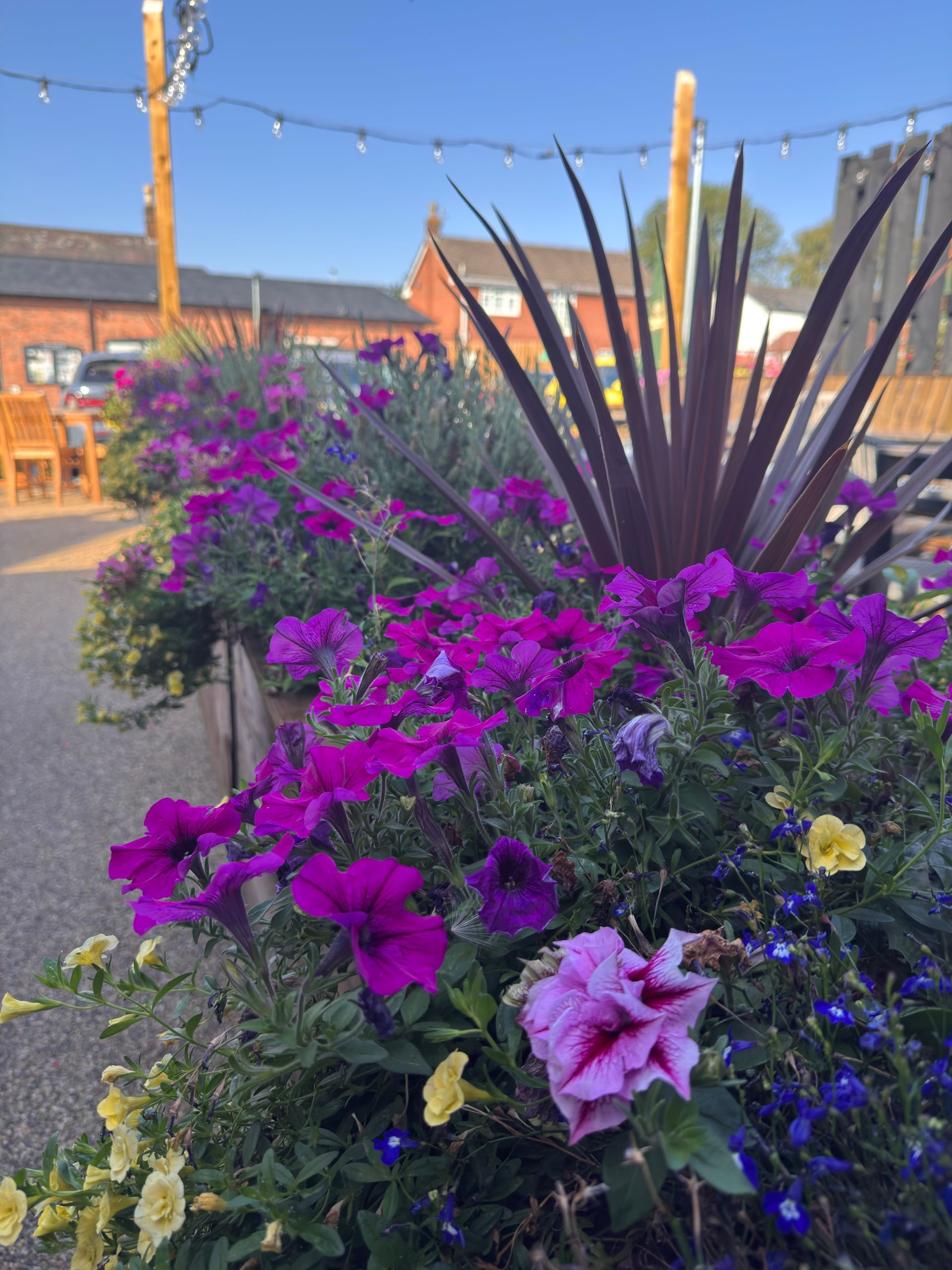 Bright purple flower planter with tall spiky leaves in an outdoor street setting at sunset