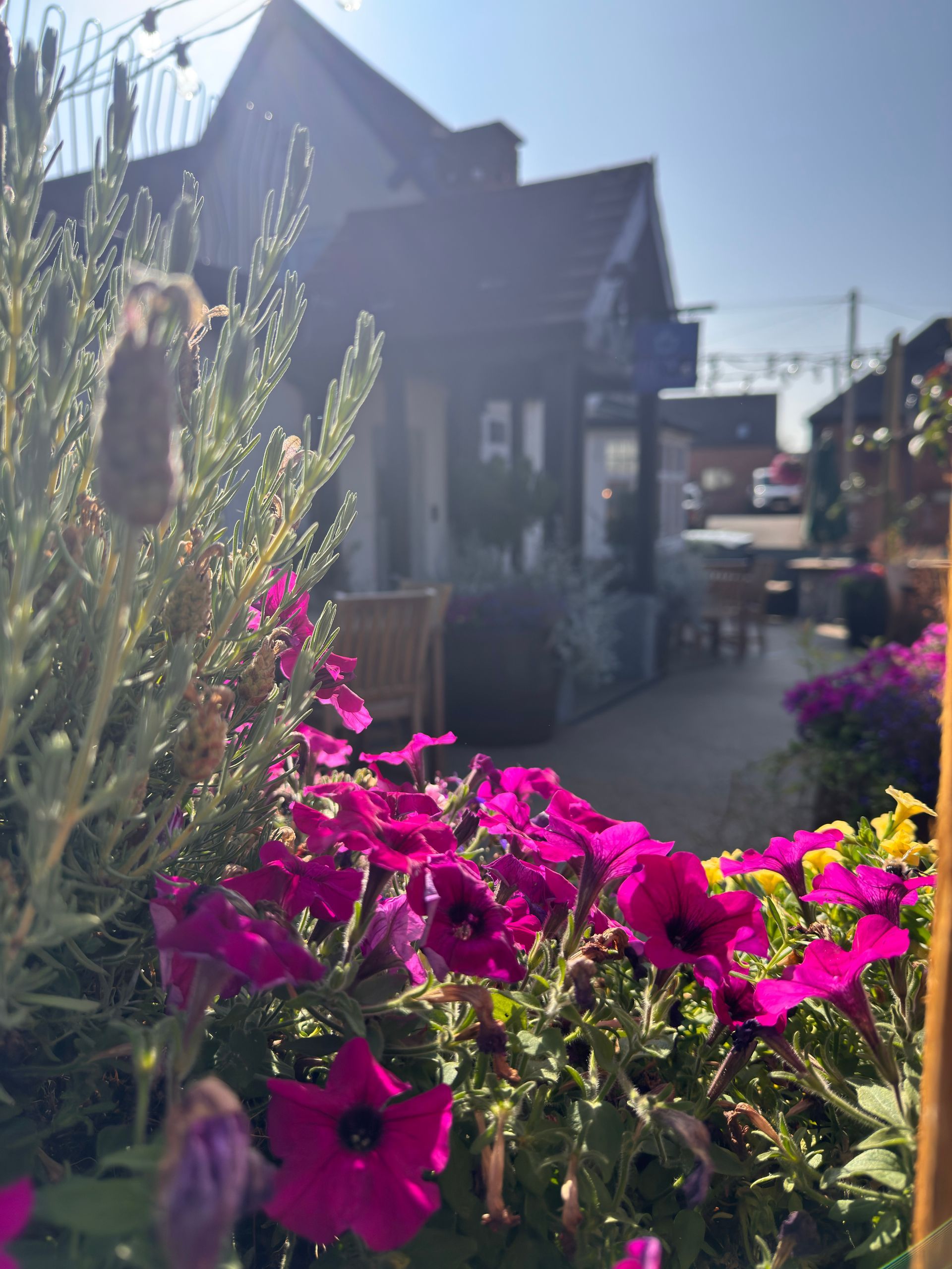 Bright pink flowers in a sunny garden beside a house and walkway