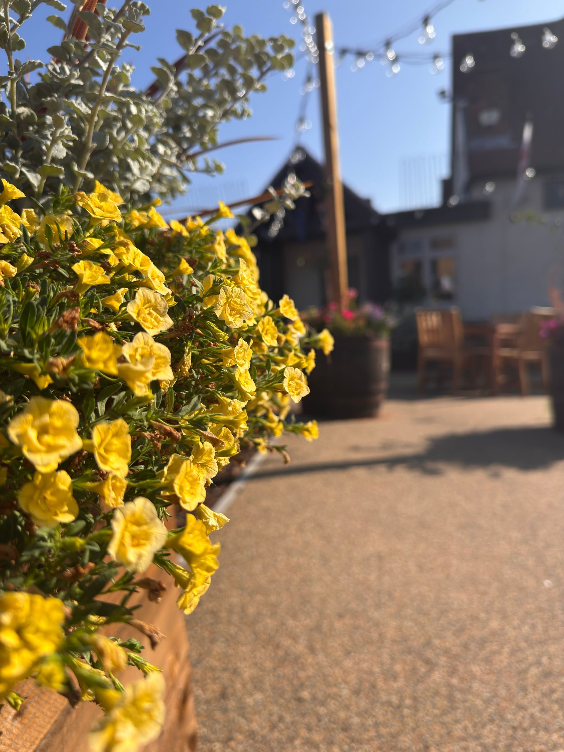 Yellow flowers in a pot along a sunny patio with string lights and blurred buildings in the background