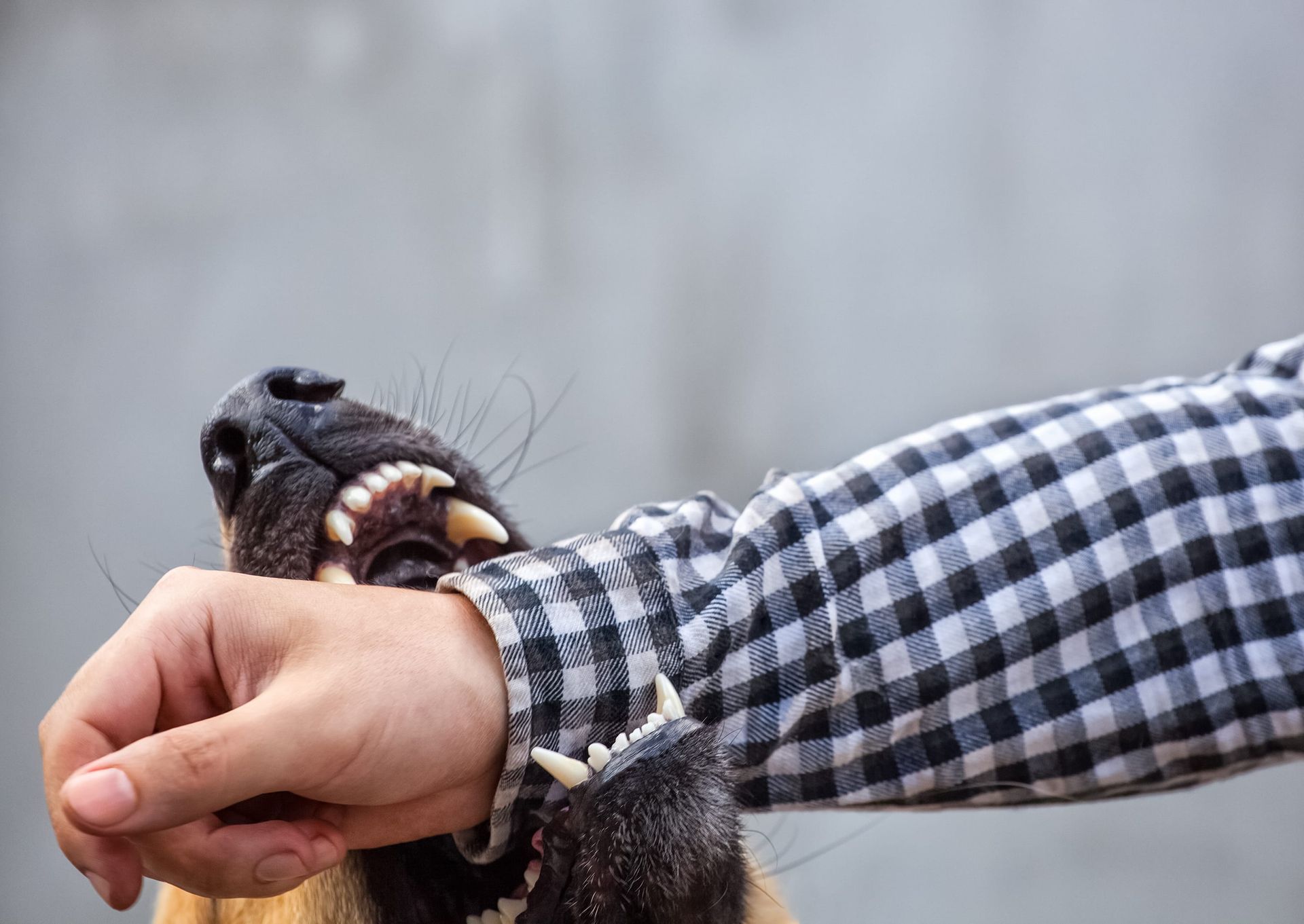 Person holding a small black dog with its mouth open, wearing a blue checkered shirt