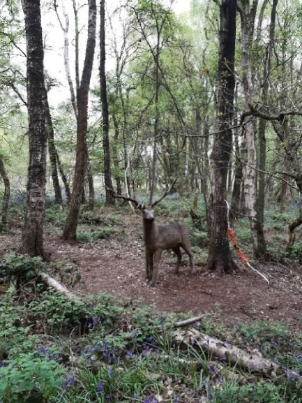A deer is standing in the middle of a forest.