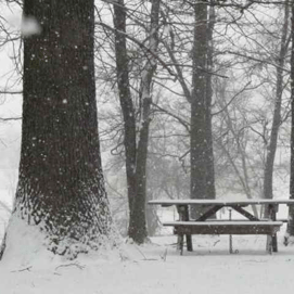 A snowy forest with trees and a picnic table