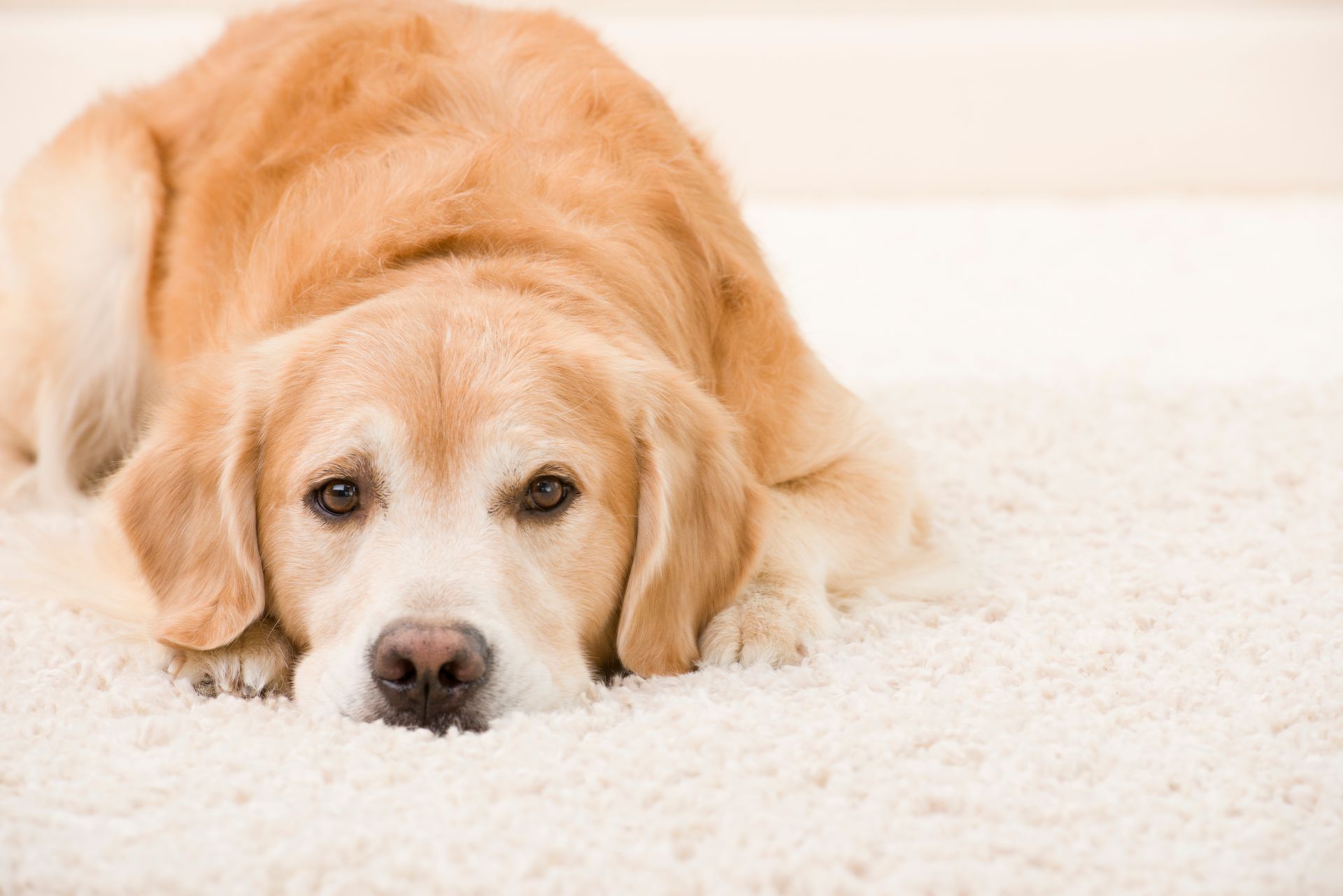 A golden dog lying on a white carpet, looking directly at the camera.