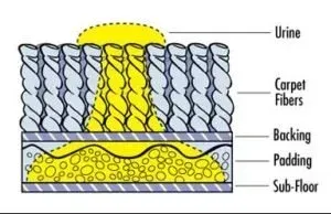 A cross-section diagram showing urine soaking through carpet fibers and backing into the underlying padding.