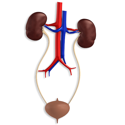 UROLOGOS BEAS - Uroflujometría 
