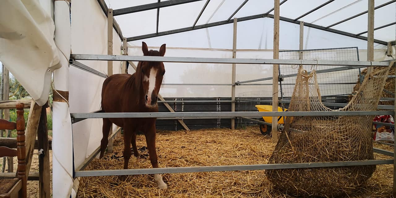 cavallo