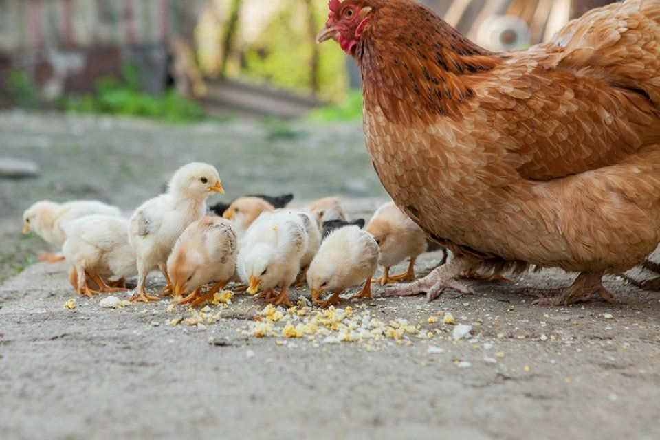 gallina con pulcini