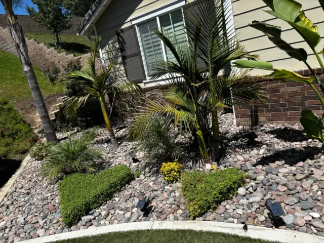 Landscaped yard with palm trees, green hedges, and rock ground cover in front of a house.