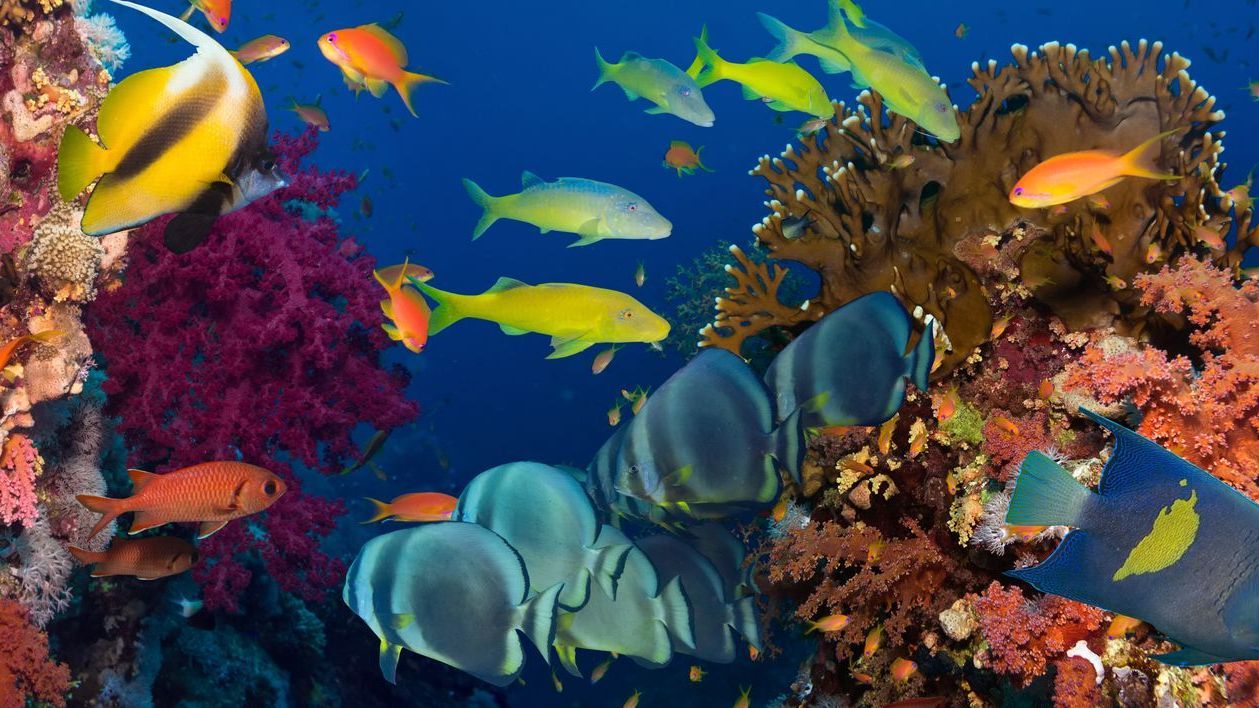 colourful marine life