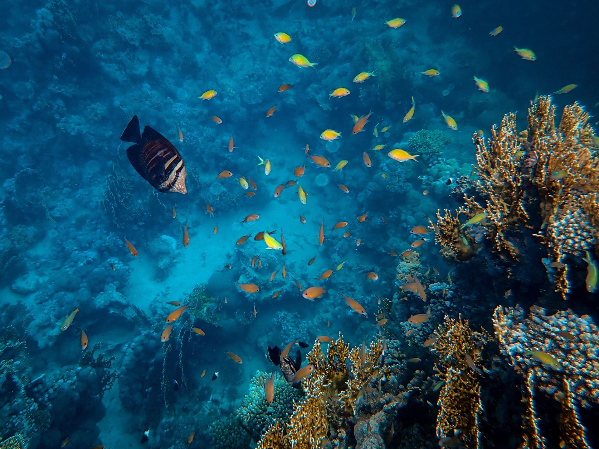 schooling fish