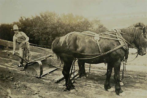 horse's old photo