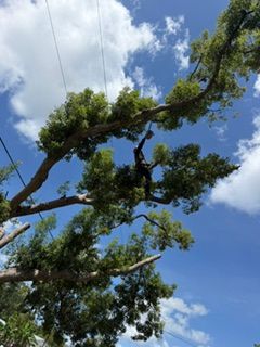 Tree branches with green leaves against a blue sky with white clouds