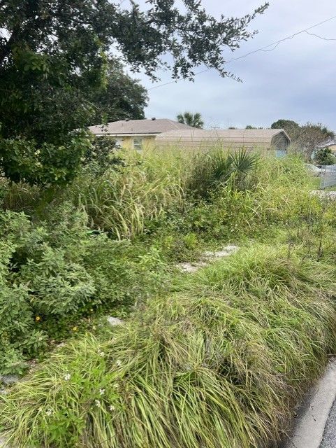 Overgrown roadside vegetation beside a paved path under cloudy skies