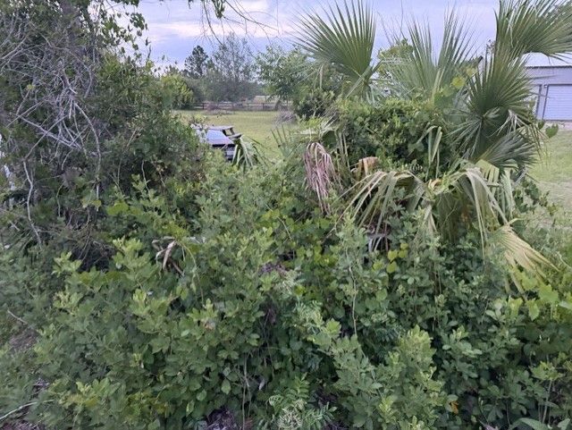 Dense green shrubs and palm fronds overgrow a field under a cloudy sky.