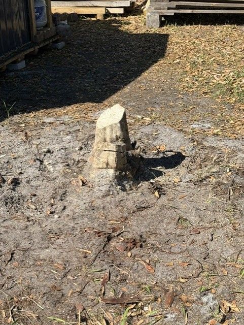 Small cut tree stump in a dirt and gravel yard near a wooden structure and vehicle tire tracks.