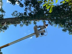 Worker in a lift trimming a tall tree against a blue sky