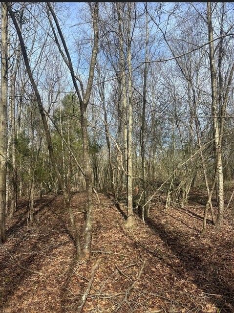 Leaf-covered woodland with tall bare trees and tangled branches under a clear sky