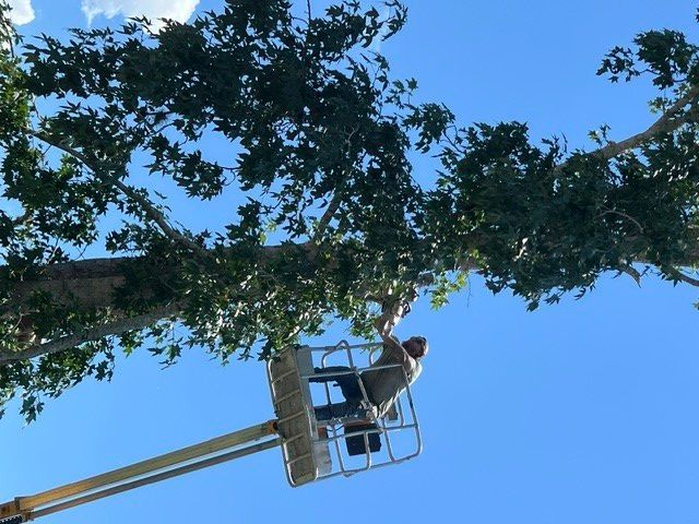 Worker in a cherry picker trimming a tall tree against a blue sky