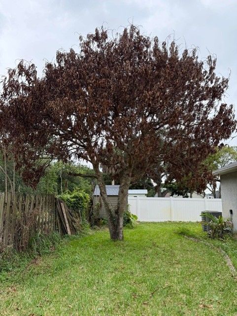 Large burgundy-leaved tree in a grassy backyard beside a white fence and small shed