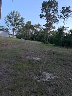 Open grassy clearing with a young tree sapling and tall trees in the background at dusk