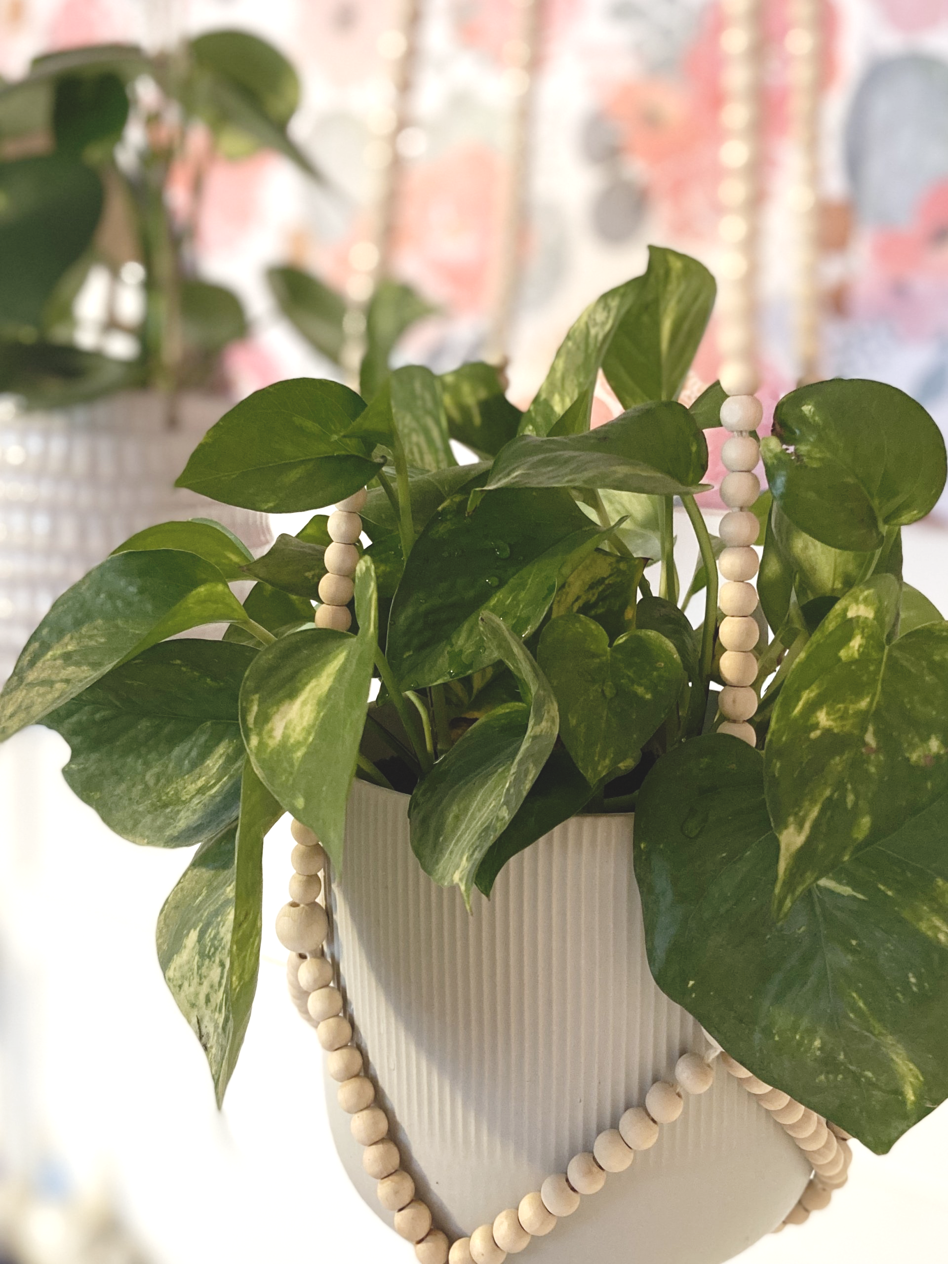 Hanging Planter Tips