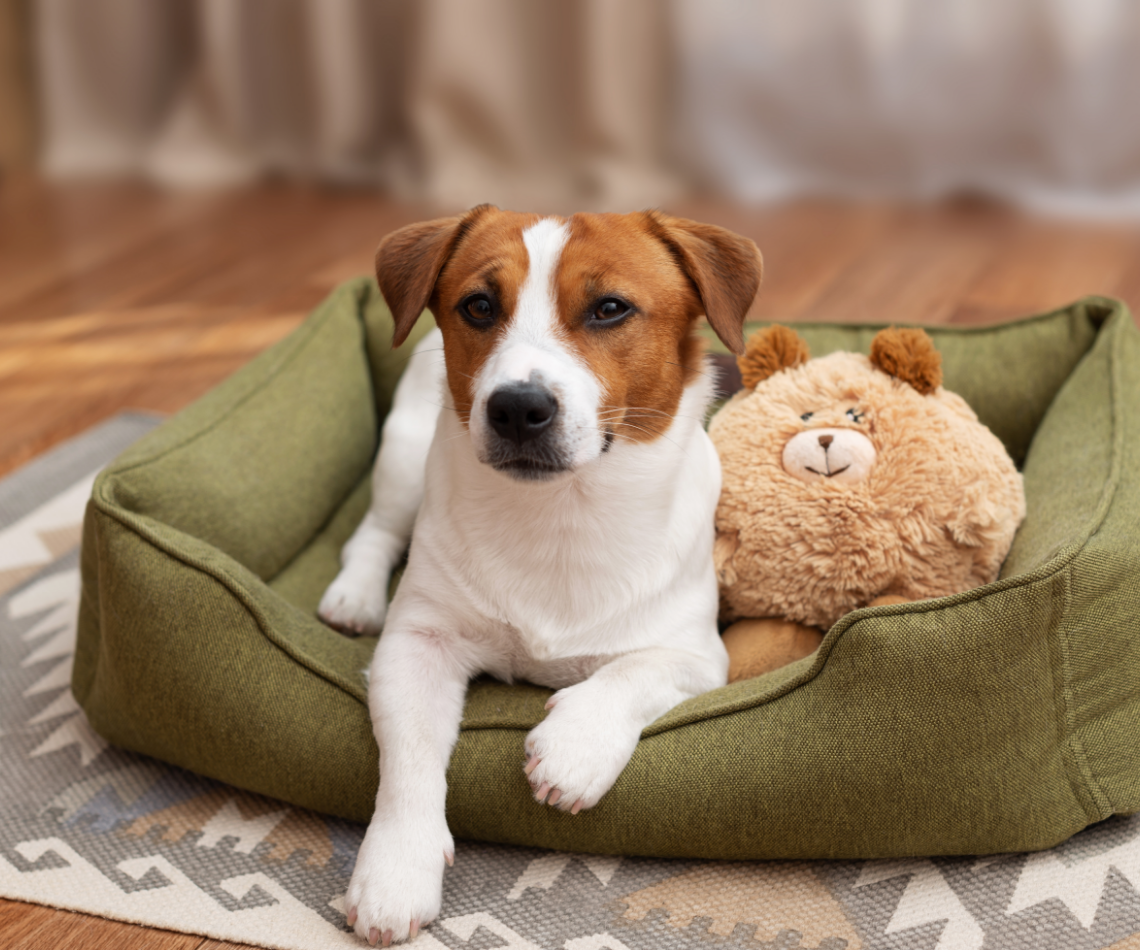 Small dog on a green bed with a teddy bear toy in a cozy indoor room