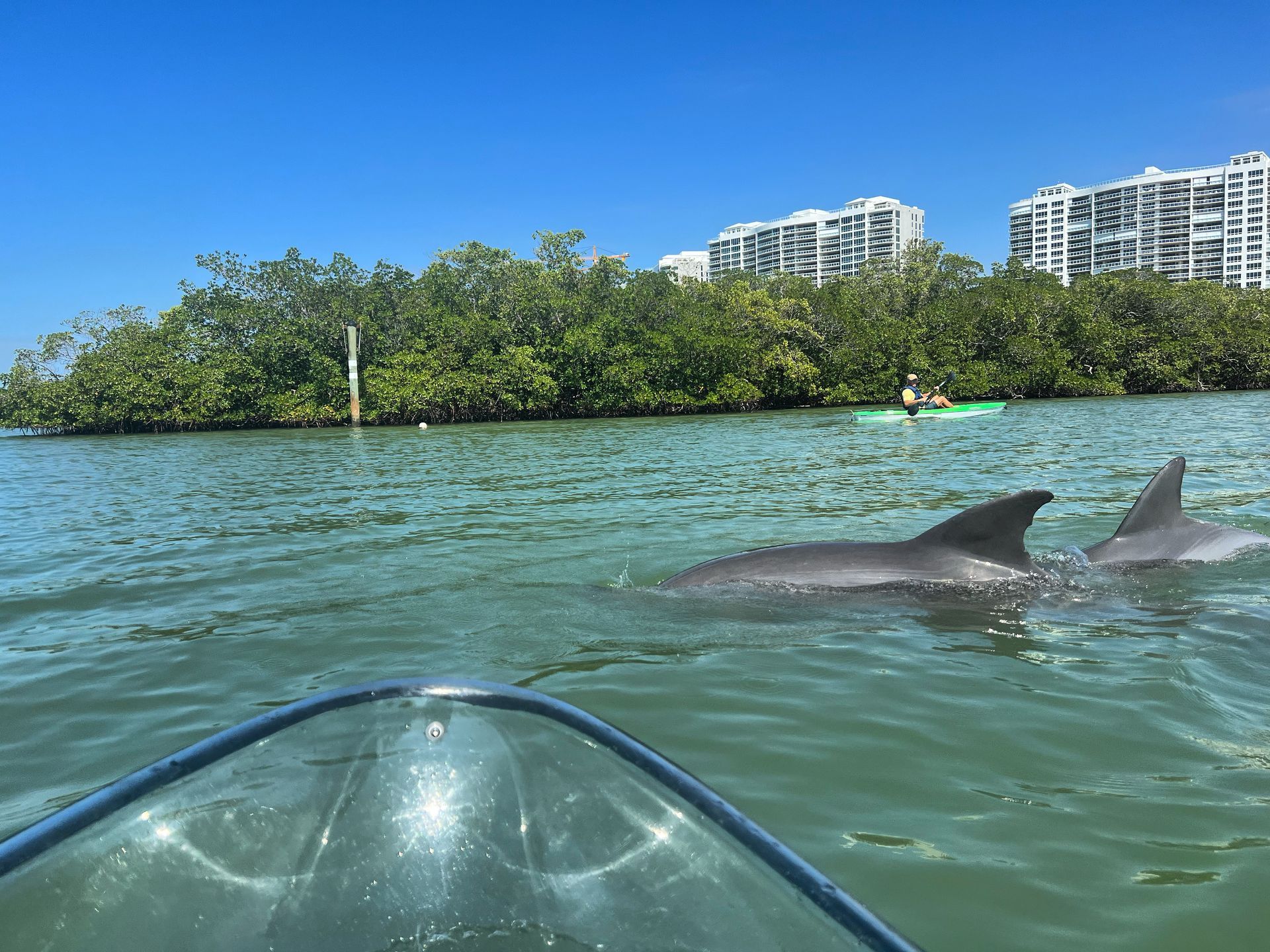 A dolphin is swimming in the water near a boat