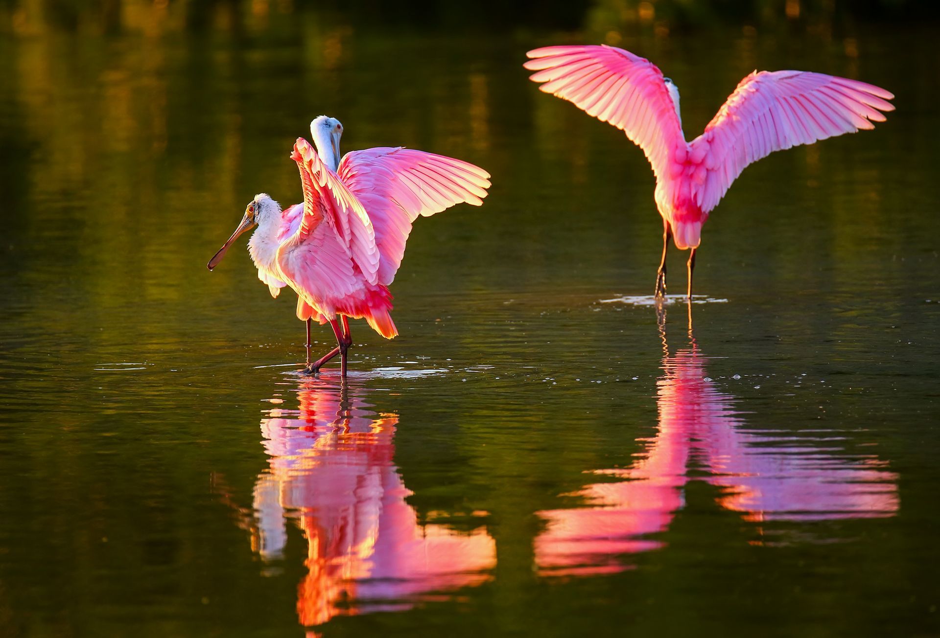 Two pink birds are standing in the water with their wings spread.