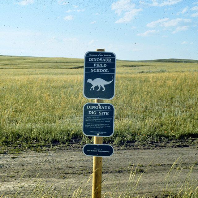 A sign that says dinosaur field school on it